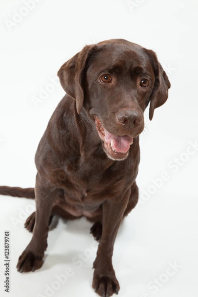 Obraz ラブラドールレトリーバー