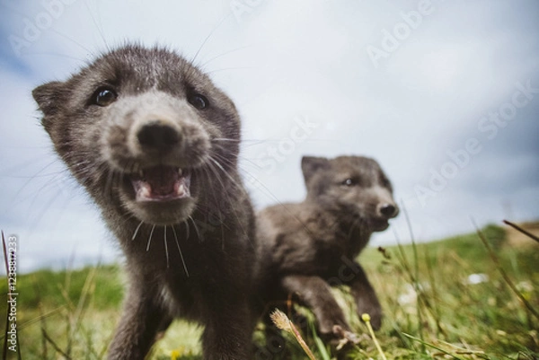 Fototapeta Playful Arctic fox pups exploring their grassy habitat in East Iceland...
