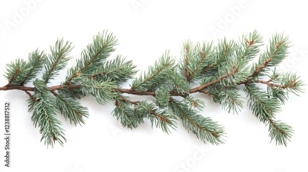 Fototapeta Evergreen pine branch with needles isolated on white background