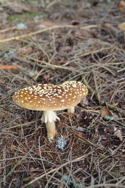 Obraz Königsfliegenpilz