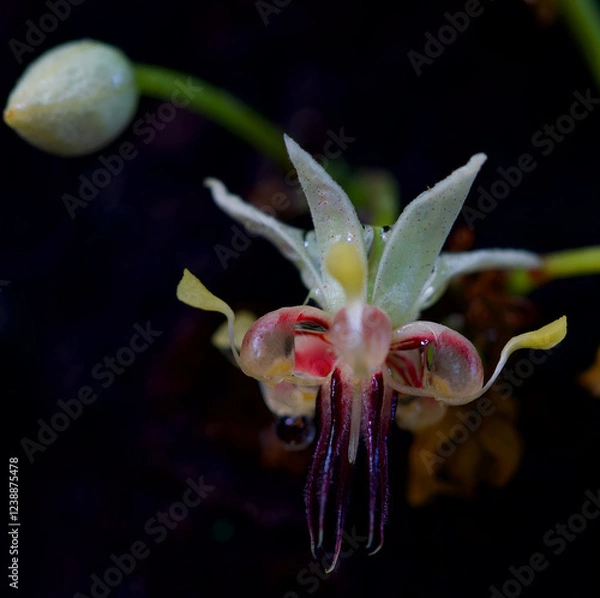 Fototapeta Macro photo of cocoa flower
