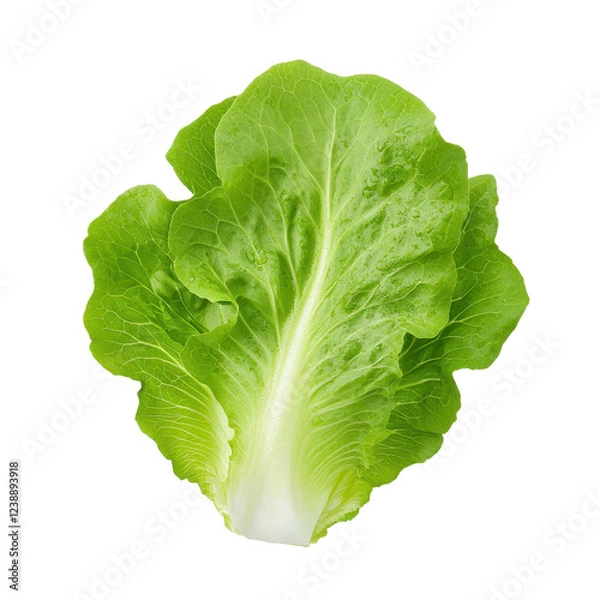 Fototapeta Fresh green lettuce leaf, perfect for salads and healthy meals.