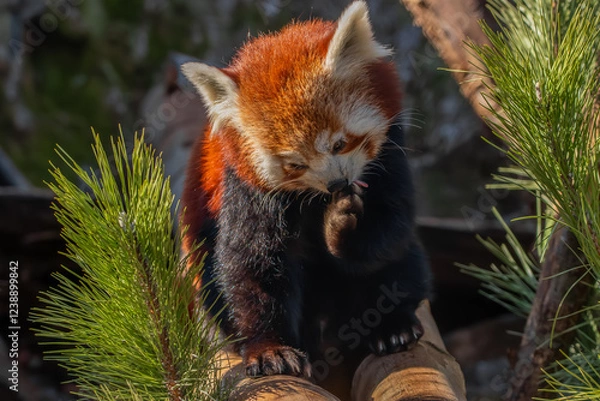 Fototapeta Standing on a wooden branch, a red panda licks its paw among coniferous branches. ( Ailurus fulgens )