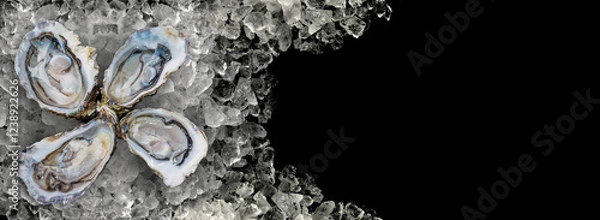 Fototapeta four Fresh Oysters on Crushed Ice on black background banner format