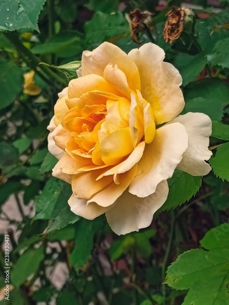 Obraz Yellow rose flower