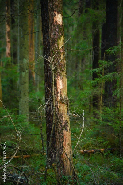 Fototapeta tree trunk with dead bark in a green forest on an autumn day.