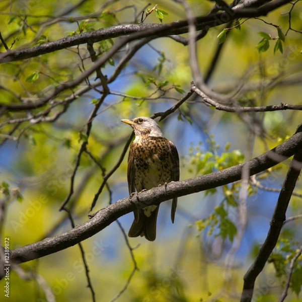 Obraz fieldfare