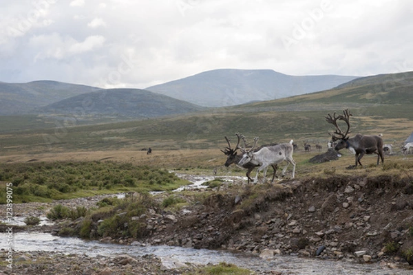 Obraz タイガのトナカイ
