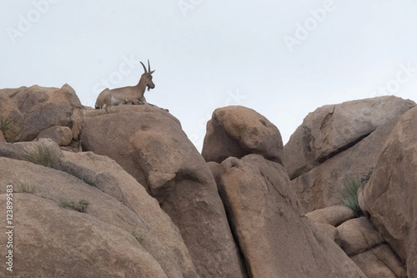 Obraz アイベックス