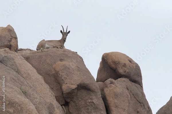 Obraz アイベックス