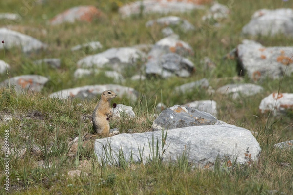Fototapeta 草原のリス