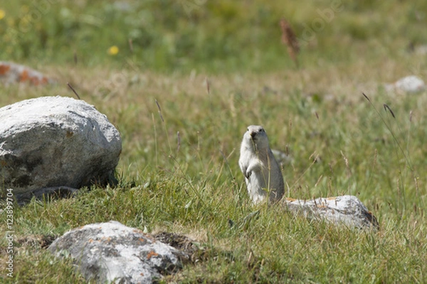 Fototapeta 草原のリス