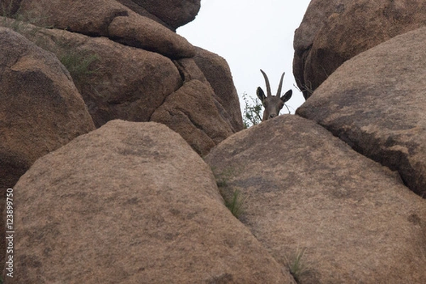 Obraz アイベックス