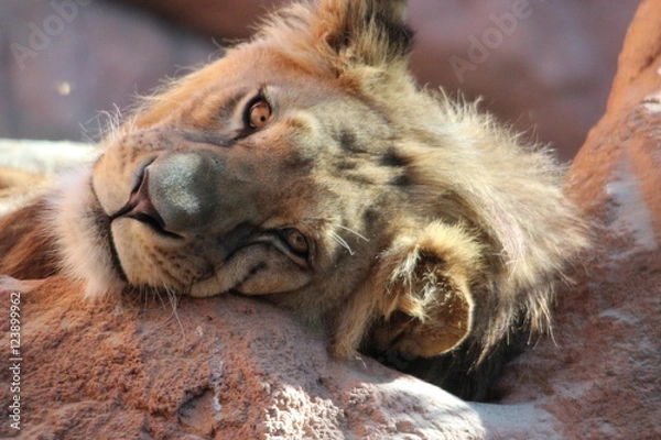 Fototapeta Berberlöwe