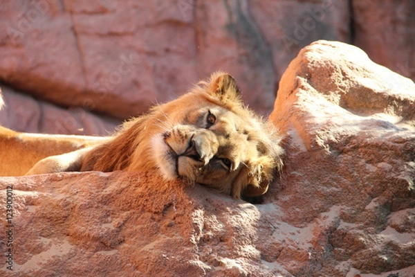 Fototapeta Berberlöwe