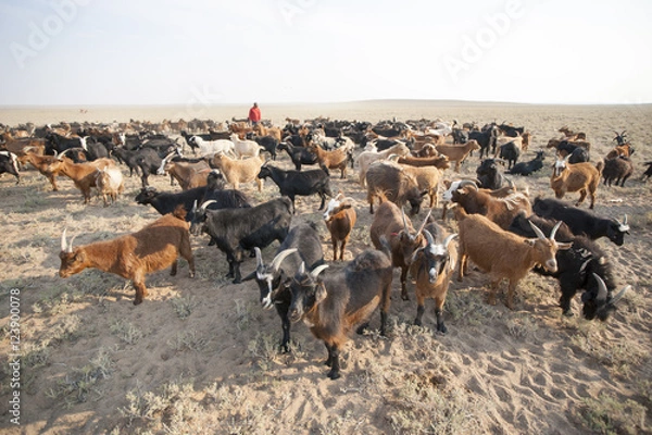 Obraz ゴビ砂漠の遊牧民