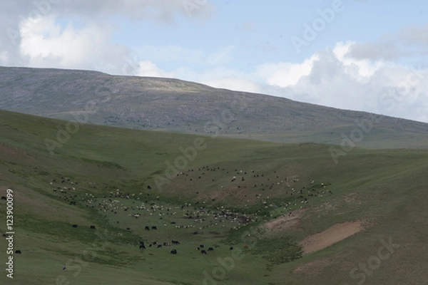 Obraz モンゴルの山岳部草原