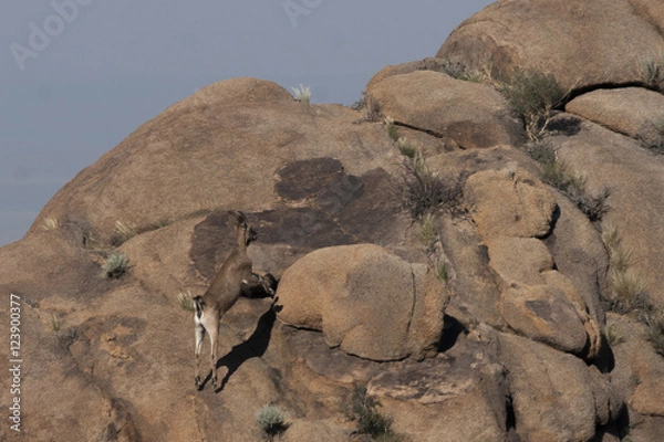 Obraz アイベックス