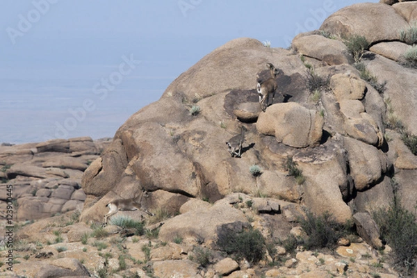 Obraz アイベックス