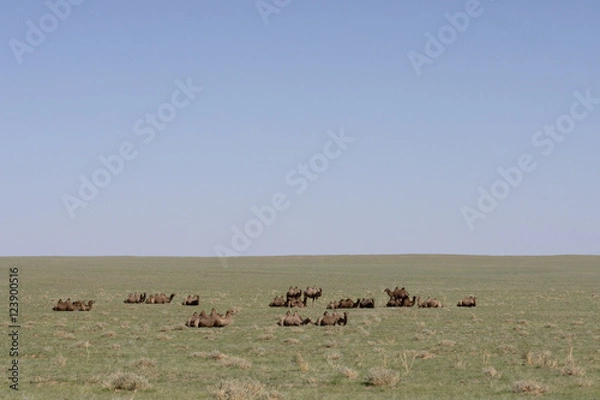 Fototapeta ゴビ砂漠とラクダ