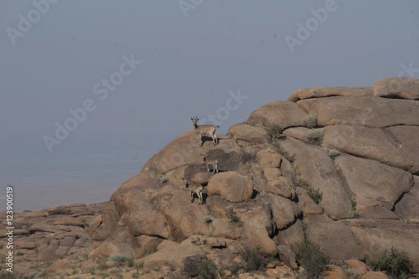 Fototapeta アイベックス