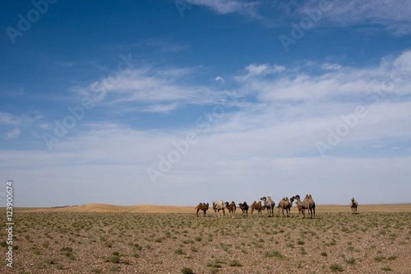 Obraz ゴビ砂漠とラクダ