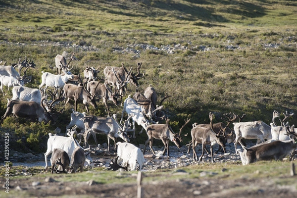 Fototapeta タイガのトナカイ