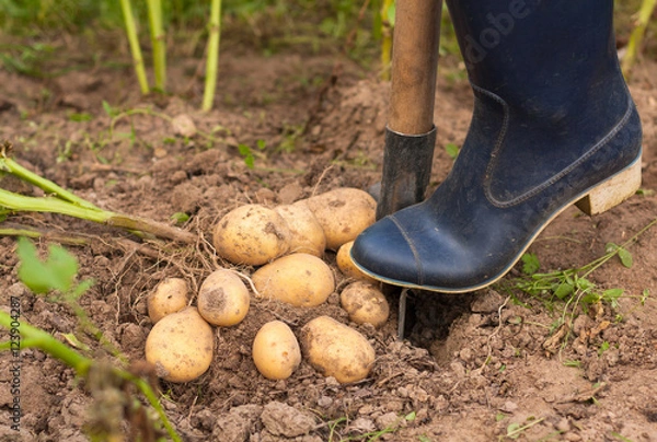 Obraz Harvesting Potatoes. Farmer Digging Potatoes Of Ground. Fresh Potato. Season Harvest Potato.