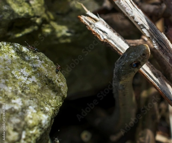 Fototapeta A close-up photograph of a snake with striking blue eyes peering out from a rocky crevice, with a few ants scurrying nearby, creating a sense of intrigue and interaction in nature
