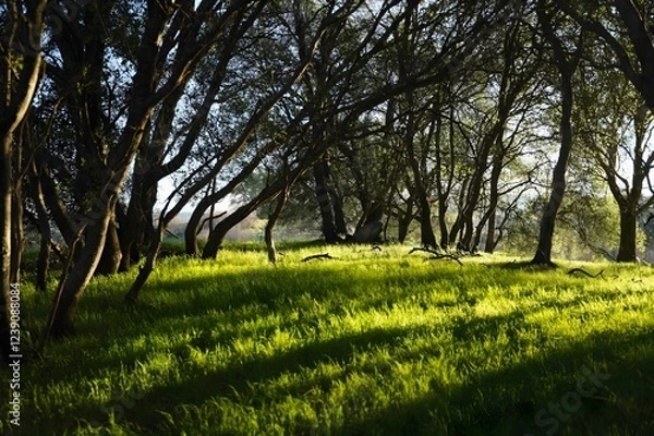 Fototapeta A scenic photograph of a lush green meadow bathed in sunlight filtering through a grove of trees