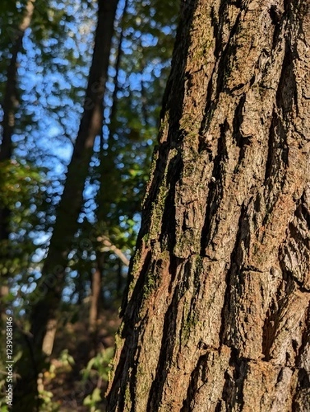 Fototapeta A close-up photograph of a textured tree trunk bathed in warm sunlight, showcasing the intricate patterns and details of the bark