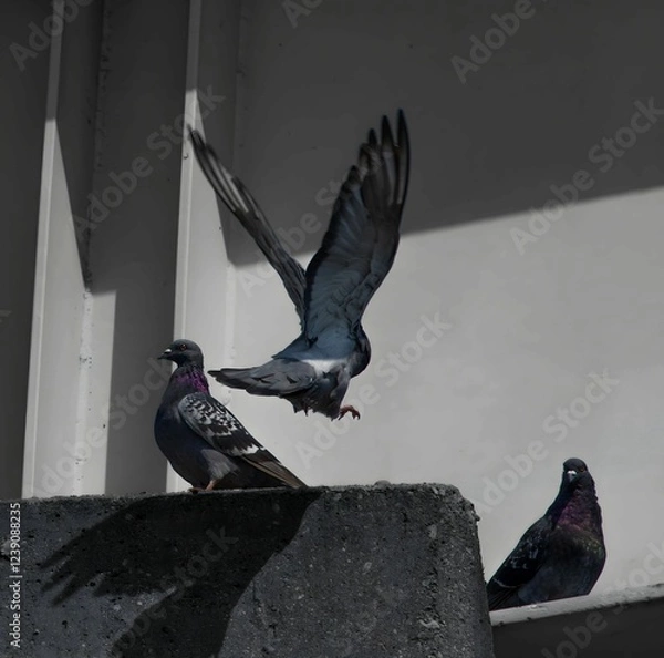 Fototapeta A dynamic photograph capturing the moment a pigeon takes flight from a concrete ledge, its wings outstretched against a contrasting background of light and shadow