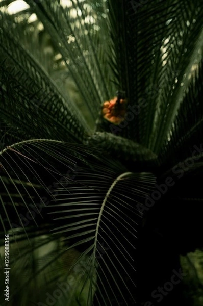 Fototapeta A close-up photograph of a lush tropical palm tree with long, dark green fronds. A vibrant red flower adds a splash of color amidst the dense foliage, creating a captivating natural scene