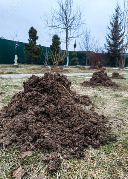Fototapeta heaps of garden soil dug up by moles in a vegetable garden at a summer cottage. High quality photo