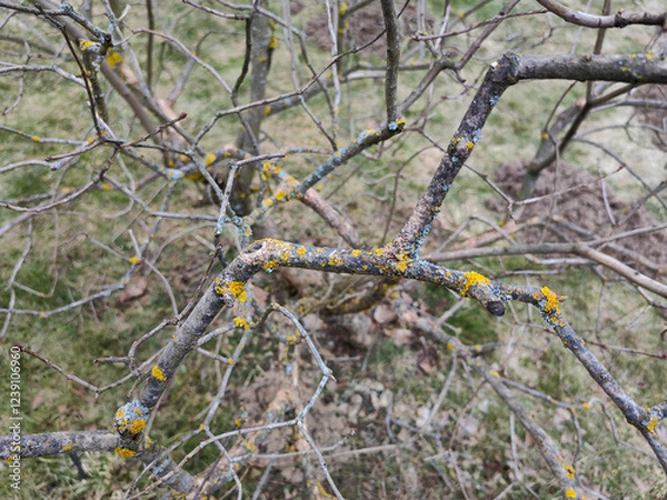 Fototapeta the tree is sick, yellow moss on the tree trunk. High quality photo