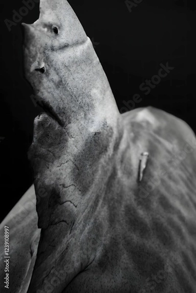 Fototapeta Rough and Rugged: A Shark Fin's Texture