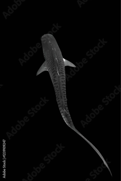 Fototapeta A black and white image of a tiger shark swimming against a dark background, showing its distinctive stripes and powerful tail.