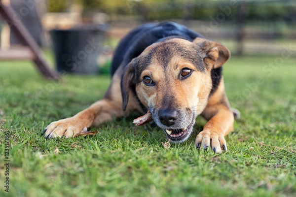 Obraz Dog chewing a bone whilst laid outside on grass