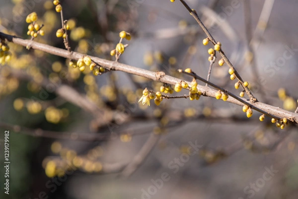 Fototapeta blooming yellow Calycanthus