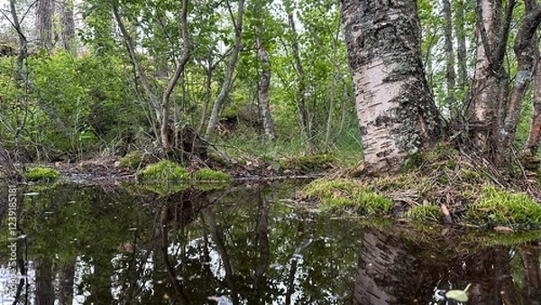 Obraz water in the forest