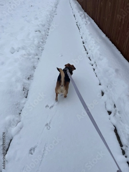 Fototapeta Winter Walk: Beagle Dog on Snowy Path with Long Leash Perspective Shot