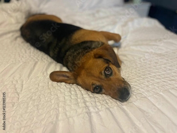 Fototapeta Adorable Mixed Breed Dog Lying on White Bedding - Brown and Black Rescue Pet with Soulful Eyes
