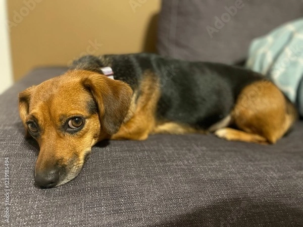 Fototapeta Resting Beagle Rescue on Gray Couch - Brown and Black Dog Portrait with Soulful Expression