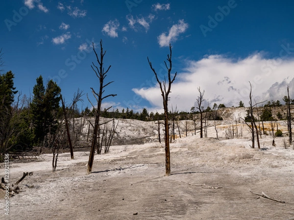 Fototapeta Dead and dying trees due to the heaet and sulphur content among the hot water springs near the Painted Pots area of Yellowstone National Park