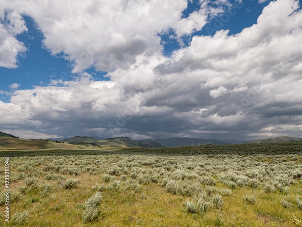 Fototapeta Sagebrush and other grasses grow on the wide open fields of a large plot of land in Wyoming near Yellowstone with Blue sky and Big clouds