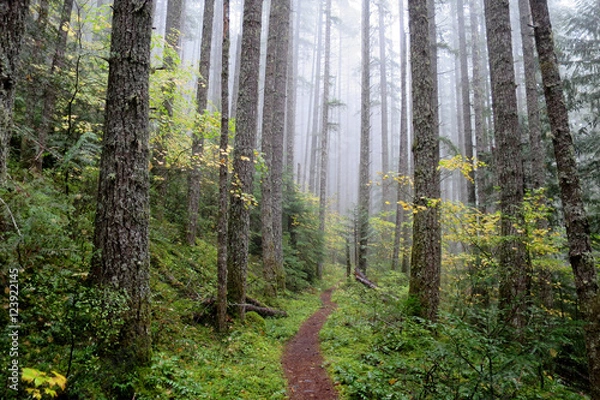 Obraz Pacific Northwest Forest Trail