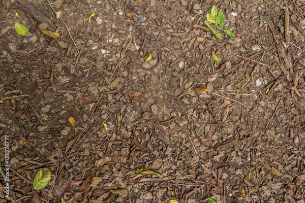 Obraz Top view of ground with dried leaf, Close up natural background