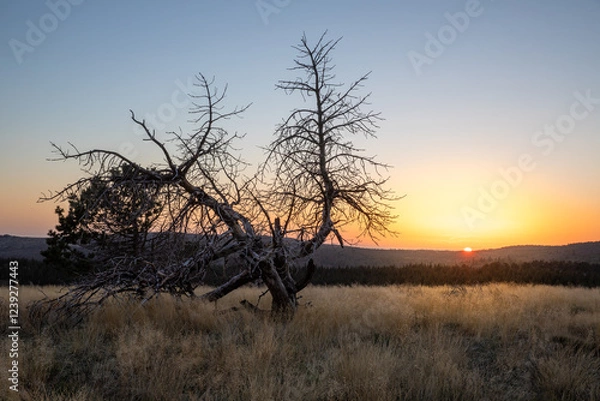 Obraz Stunning mountain landscape with beautiful trees, green grass, and rocky terrain during a breathtaking sunset, showcasing nature's beauty and vibrant colors in a tranquil outdoor setting