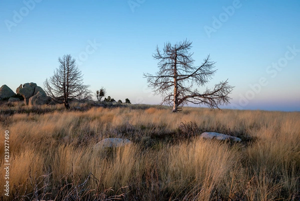 Obraz Stunning mountain landscape with beautiful trees, green grass, and rocky terrain during a breathtaking sunset, showcasing nature's beauty and vibrant colors in a tranquil outdoor setting