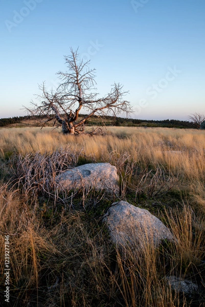 Obraz Stunning mountain landscape with beautiful trees, green grass, and rocky terrain during a breathtaking sunset, showcasing nature's beauty and vibrant colors in a tranquil outdoor setting